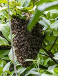 swarm-in-bush